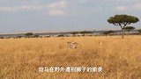 狮子受到攻击，狮子多次偷袭斑马，斑马死里逃生！