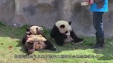饲养员埋怨大熊猫欺负同伴，熊猫站立双手一叉腰：请注意你的态度