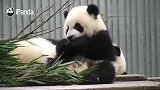 熊猫：大熊猫吃播新风格，治愈系吃播萌主已上线