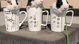 看看谁吃的快家有萌宠