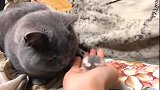 仓鼠：猫大哥，你这天天尝味道啥时候真动手我快不行了