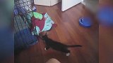 发现一只小黑猫咪，看这蠢萌的小样子，真是笑死个人！