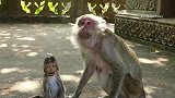 我的天呀，猴妈反胃呕吐，难道是猴妈怀孕了吗？
