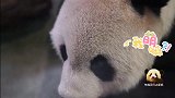 腼腆的熊猫团团头低低吃零食，呆萌的大耳朵让人百看不厌