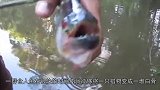 男子将食人鱼跟河豚放在同一个鱼缸里，几秒之后，剧情神反转