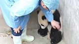 小熊猫被摸头杀降服！本来很生气的，熊猫真是可爱