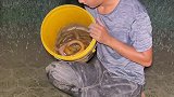户外炮哥 非专业人士请勿模仿 黄鳝 抓黄鳝 野生黄鳝   安徽首抓鳝鱼，还不错条子非常大