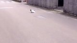 大街上看见一只奇怪的乌鸦，走上前一看，感觉很搞笑！