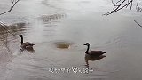 小鹿举动怪异，竟然投狮自尽，生活压力太大？