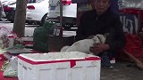 洛阳版忠犬八公！小狗照看无腿老人菜摊两月余 不离不弃