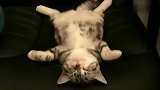猫咪睡起来也是很厉害,看视频中的这几只小猫,特别是最后一只
