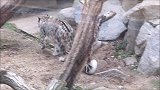 动物园两只花豹在一起约会玩耍，放下了凶狠，只剩下了呆萌