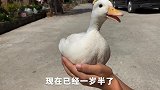 任何宠物到我家后它的脾气就变了，这么眉清目秀的鸭子都这么凶