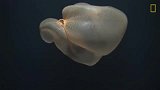 神奇的深海水母，模样独特，让人惊异