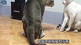 天下功夫，唯快不破，两只猫咪打架承包了我一年的笑点