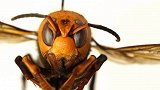 美国遭亚洲“杀人大黄蜂”入侵：体长超两英寸毒液可致命
