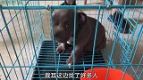 寻得蠢萌恶霸幼犬，网友要求给狗子裁耳，狗子醒来满脸迷茫！蠢萌