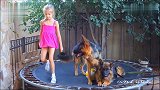 两只大黑背犬陪小女孩玩蹦床，狗狗无奈的样子太好笑了