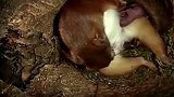 实拍松鼠妈妈独自在洞中产崽，哺育自己的下一代，母爱真是伟大！