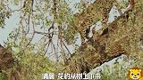 狒狒对花豹恨之入骨，经常骚扰它，花豹一生气就捕杀狒狒