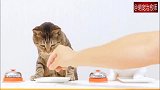 猫咪慢慢斯文的在吃，同伴却疯狂按铃要吃的，太心急了吧！