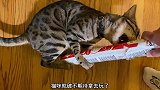 猫咪最喜欢抢你手里的东西，等拿到了，就不要了