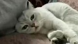 一生要强的猫猫绝不让位