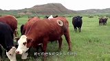 一头牛脚掌，不慎扎进一根生锈的铁钉，看主人如何帮它取出