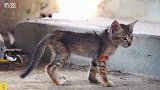 被人遗弃的流浪猫饿的皮包骨头，快饿死时遇见好心人搭救，很可怜