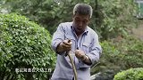 “山西好人”边师傅变废为宝，用枯树枝做上万根拐杖，不收一分钱