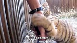 饲养员要辞职了，小老虎紧紧地抱住自己的奶爸，嘴里不停的哀嚎