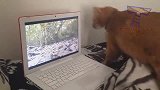电脑里的松鼠把猫咪吓得跳了起来