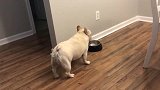 愤怒的法国斗牛犬得不到食物，气的又吼又叫的！
