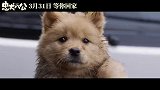电影《忠犬八公》全新预告 “八筒相伴”延续春日感动