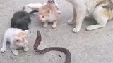 蛇爬过去想咬小猫，小猫竟一点都不害怕，真是初生牛犊不怕虎