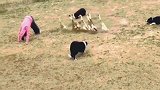 牧羊犬不仅仅会放羊，把鸭子也安排的明明白白，这狗子成精了