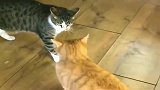 橘猫：又皮又怂的小可爱，你爱了吗
