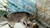 小奶狗：放过我吧，你看我这样经不起折腾了