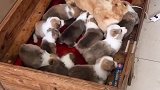 这么好的柯基宝宝，都没人愿意喂养了，犬舍里面还有这么多柯基犬