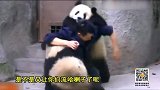 大熊猫和饲养员杠上了 吃个药至于么