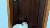 猫：咋回事，这门咋打不开呢！