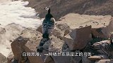 幼鸟必须“跳崖”才能生存，毛都还没长齐，就要面临“生死大坎”