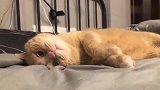 橘猫：铲屎的干嘛老是拍我，真是讨厌，我要躺下了