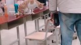 猫：还是教室里舒服呀，天天都有好吃的！