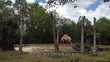 倔强骆驼不想被骑 ，和主人对着干，看完让哭笑不得