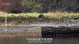 荒野独居：女子野外求生偶遇大黑熊，一张渔网，让她迅速脱离危险