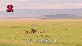 鬣狗群围攻落单狮子，僵持过后无奈放弃，镜头拍下全过程