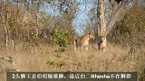 伯明翰雄狮兄弟难得威武！带领狮群捕获野牛大餐