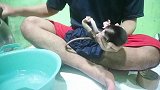 主人给新来的小猴子洗澡
