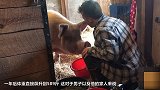 男子买了一头迷你猪 一年后长到589斤 网友：真迷你！